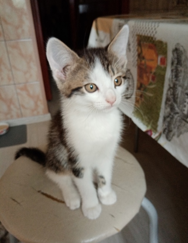 Здравствуйте, отдадим котят в добрые руки! Этих котят м...
