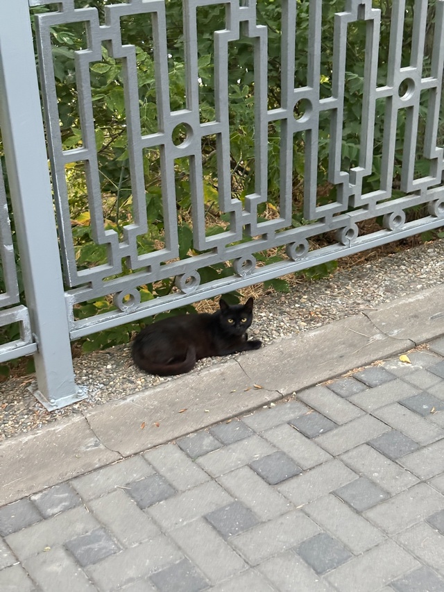 Анапские коты №3
#котоохота