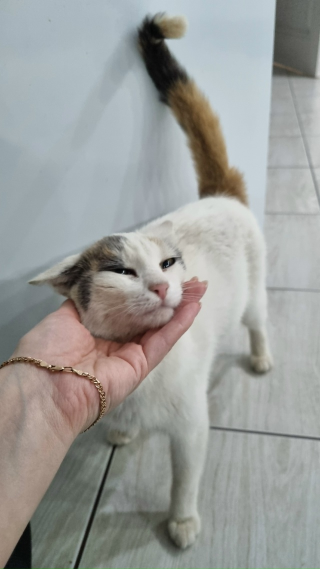 Никто кошку не терял? Район ул. Матвеичева. Прибилась с?...