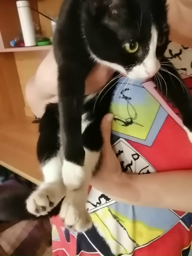 Потерялась кошка, возможно может быть у кого нибудь в п...