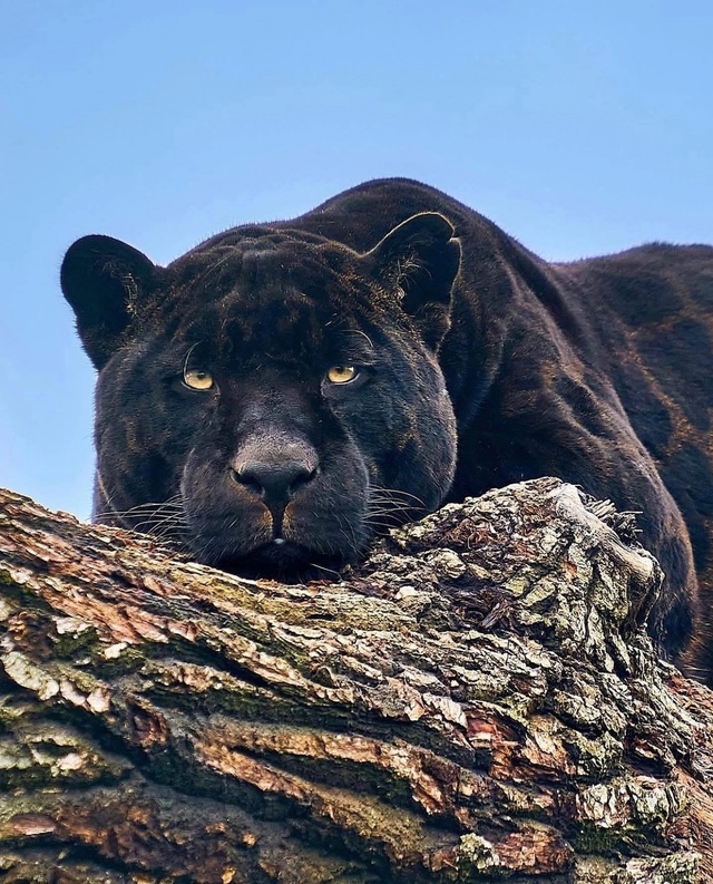 Звезда Амстердама — ягуар Нерон. Чёрный ягуар по имени...