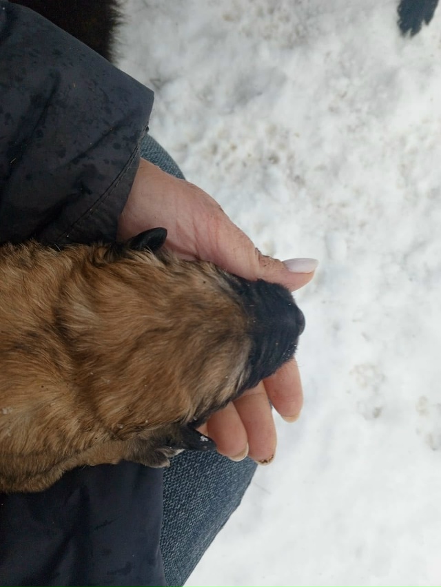 Отдам щенка (мальчик) в добрые руки.
Мама лайка. За подр...