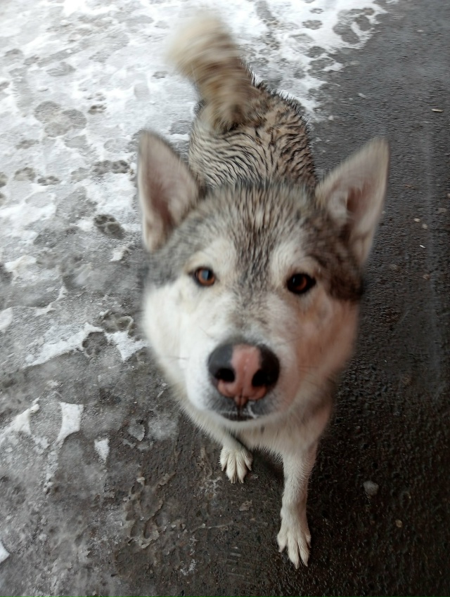 Молодой пёс. Пришёл из тайги. Добрый, ласковый. Возмите ...