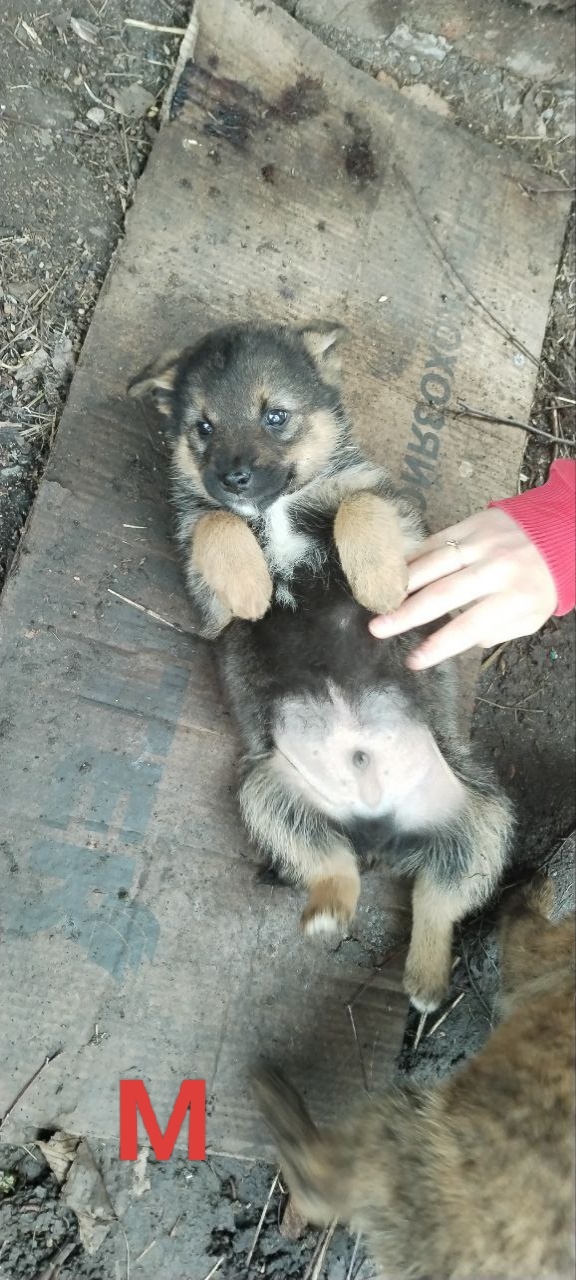 Пост - повтор🐶🐶
Подмосковье
Серебряные Пруды
Пристр...