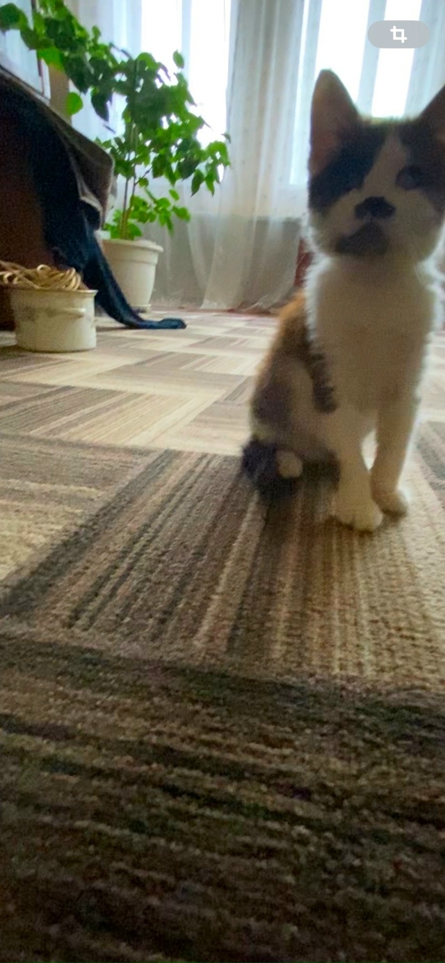 Доброго времени всем.
Котенку нужен хозяин.
Были прос?...