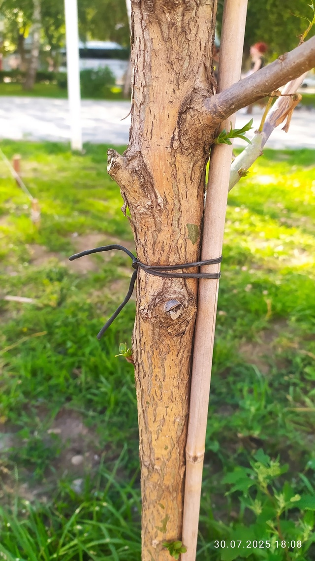 Подскажите к кому обратиться. На новой алее по пр. Юбил?...