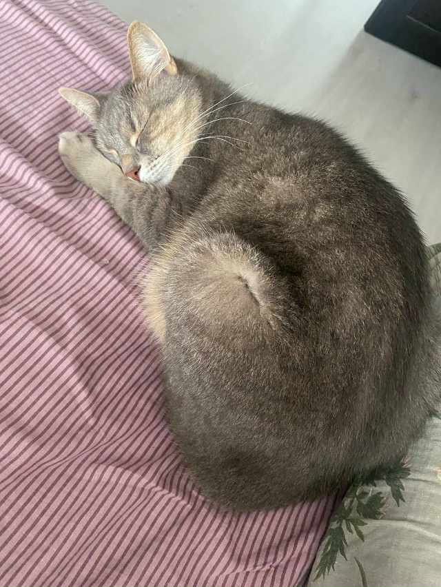 3 ноября Пропал кот - по кличке кекс
Комсомольская 30
Ра?...