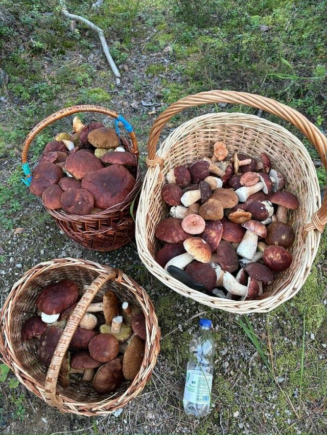 В лесах под Санкт‑Петербургом сейчас настоящий сезон:...