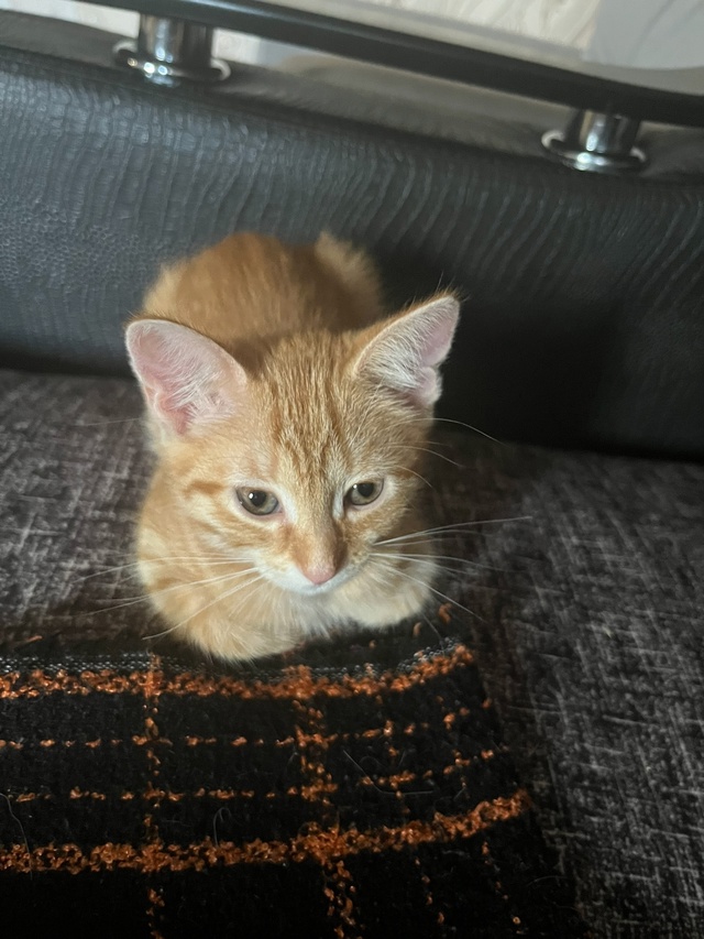 Отдам двух рыжих кошечек (можно по отдельности🙃), к ло?...