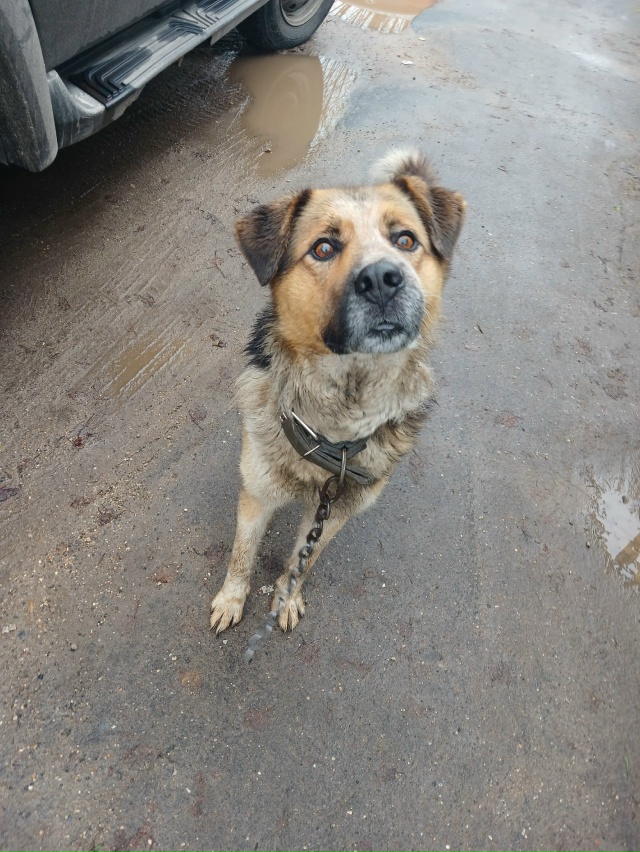 чей собакен бегает с куском цепи,сбежал видимо