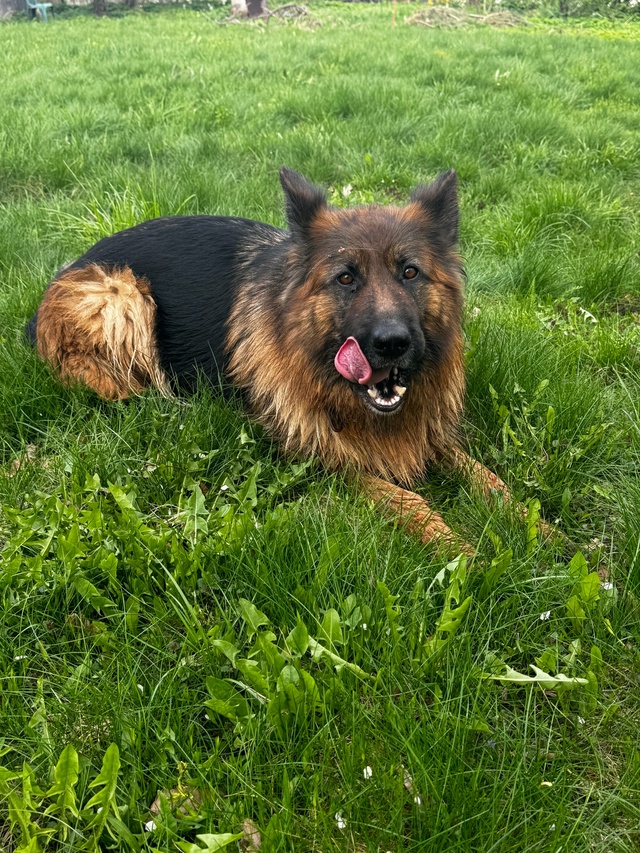 Добрый вечер! Из деревни Вяземское убежала немецкая ов...