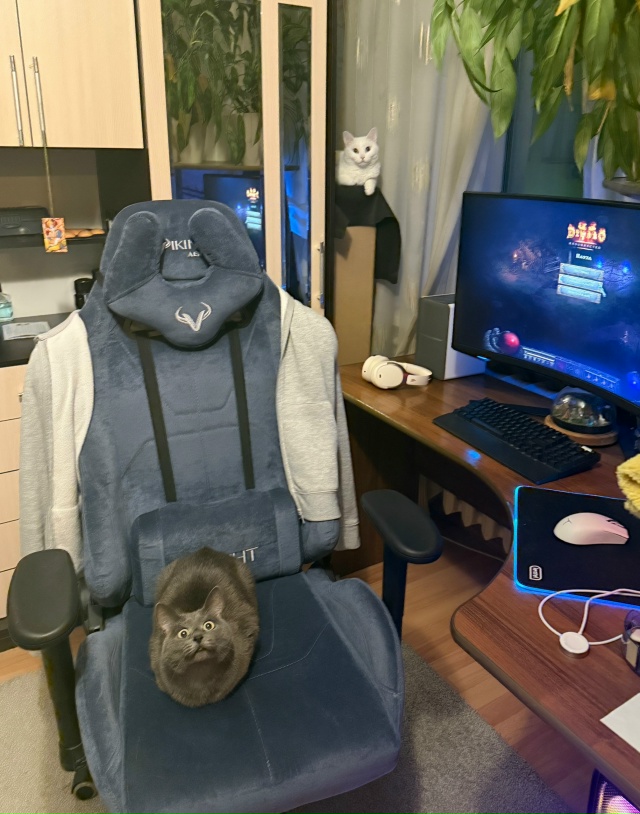 Соблазняют поиграть в бляцкие игры
#КотМихаил
#КошкаС?...