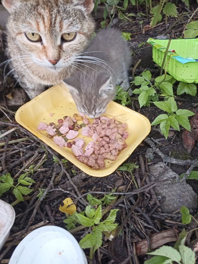 Котята ищут дом
Поможем со стерилизацией
89105216491