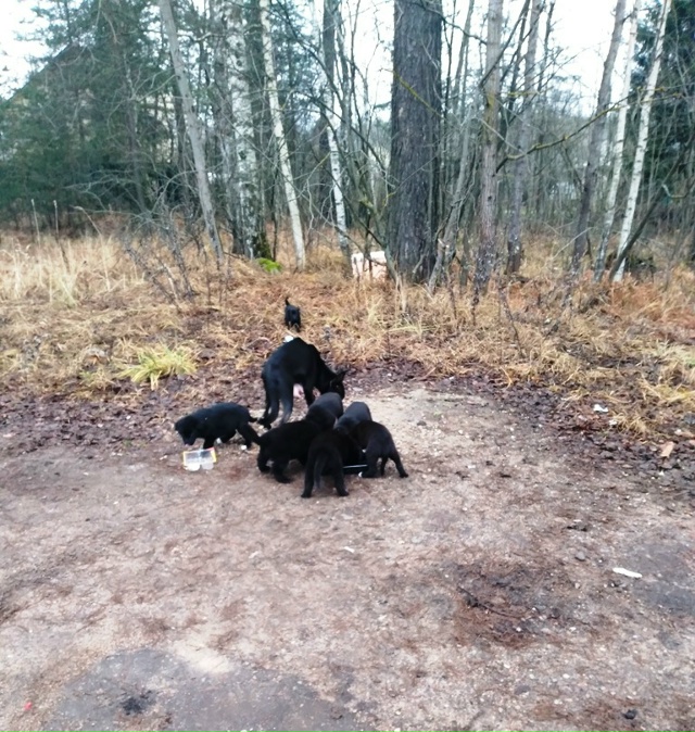Внимание любителям животных!
Обнаружено бездомное соб...