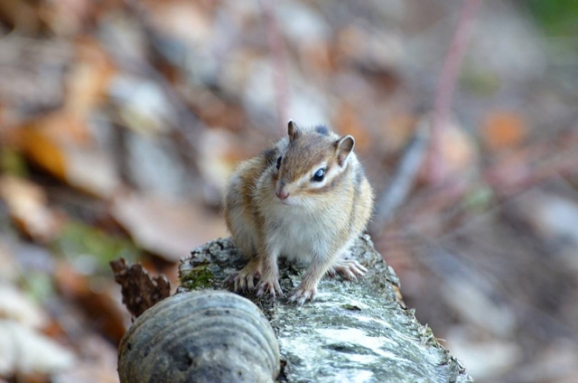 Минутка милоты от бурундучков с Усьвинских столбов
???...