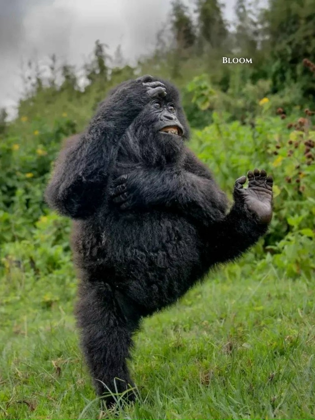 Финалисты конкурса смешных фото дикой природы 2025 — эт?...