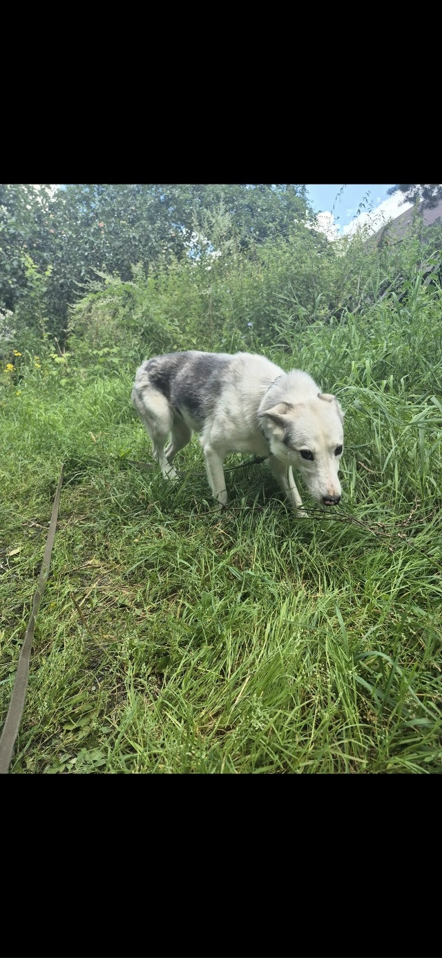 СРОЧНО❗️ОЧЕНЬ ИЩЕМ ДОМ❗️
Малышка ну очень хочет быт?...
