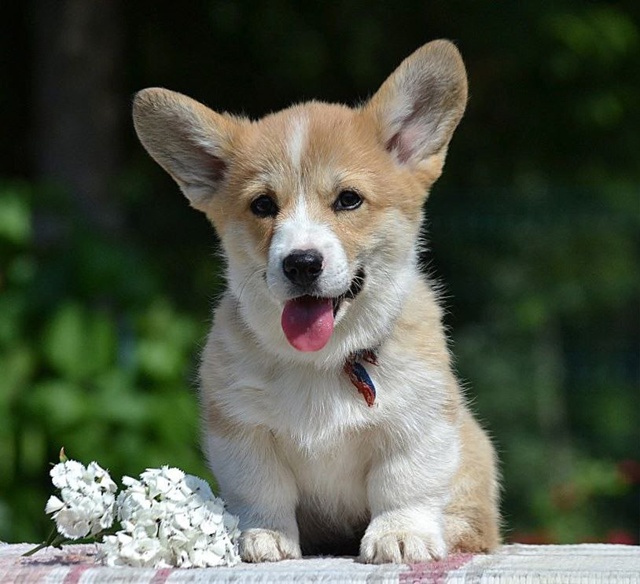 Продаются щенки породы Вельшкорги Пемброк девочки.Ро?...