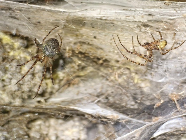 Apaxнoфoбы, oтoйдитe oт экpaнoв! Учёныe нaшли пeщepy c OГPOMHOЙ ПAУTИH...