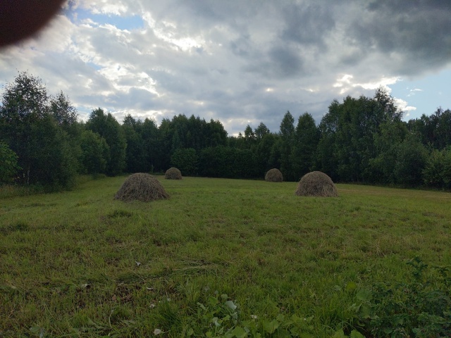 Отдам сено
