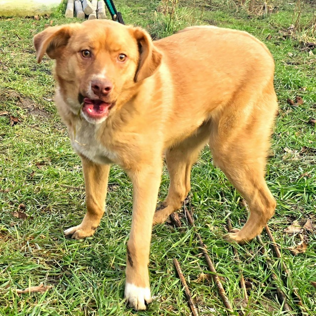 ‼️ВНИМАНИЕ, ПРОПАЛА СОБАКА‼️
Разыскиваем собаку, сб?...