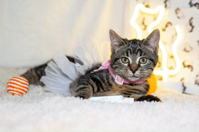 СПб
Лея ❤
Нежность, замурчательность, движение, - всё э?...