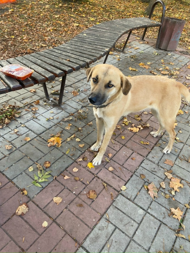 🐶Пропала собачка, целый день бегает возле МФЦ. Истоще?...