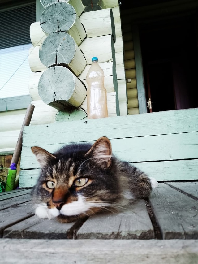 Мои любимые котики. Дворянин Косыгин 9 лет, и Черномырд?...