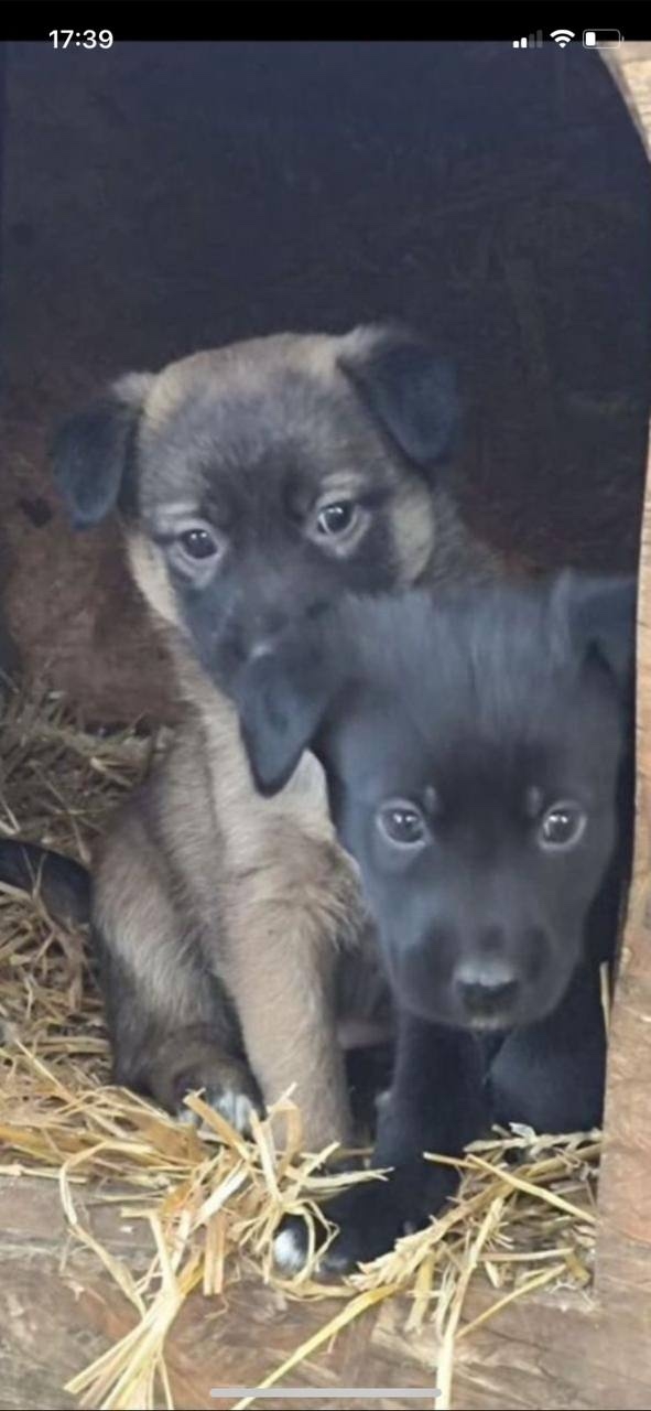 ‼️ СРОЧНО ‼️🚨
Щенки в отлове Ульяновска‼️🚨Через 3...