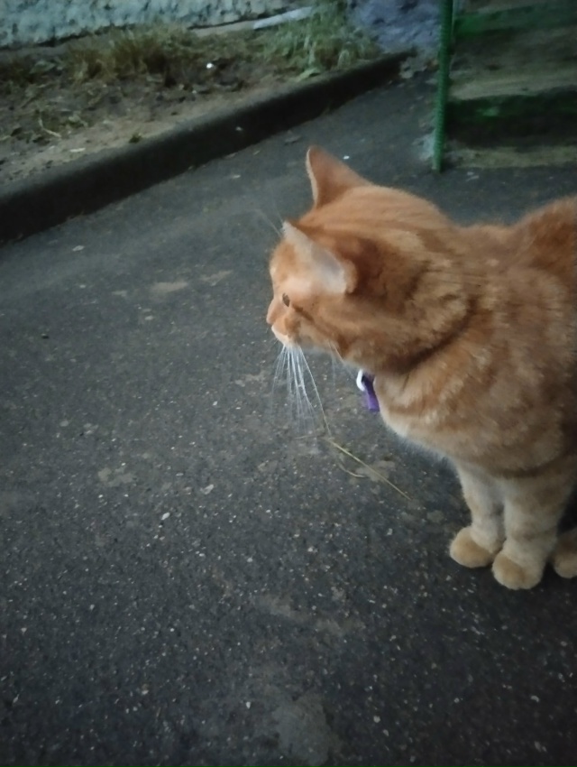 Появился котик,очень ласковый, ухоженный. Видно что до?...