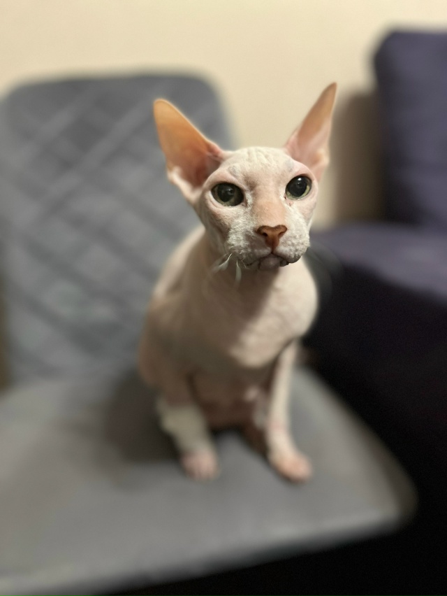 Филипп Сергеевич Э. В детстве был просто Феликсом, Феле...