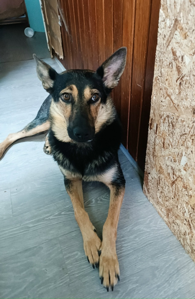 Пристраивается красивая собака Берта в ответственные...