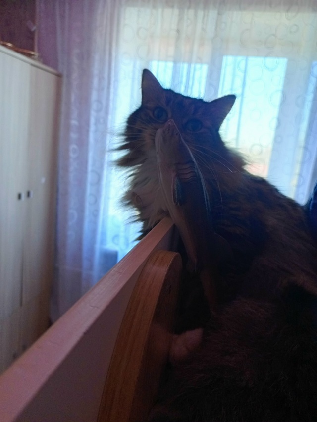 вот настолько бедный шпендель, нынешние цены на корм —...