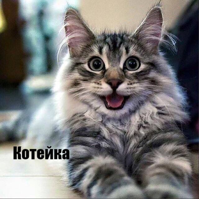 Какие они все-таки разные, но такие любимые?