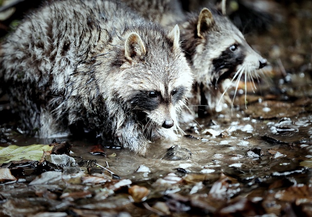 Новость из Подмосковного Сафари‑парка: сегодня тут ст...