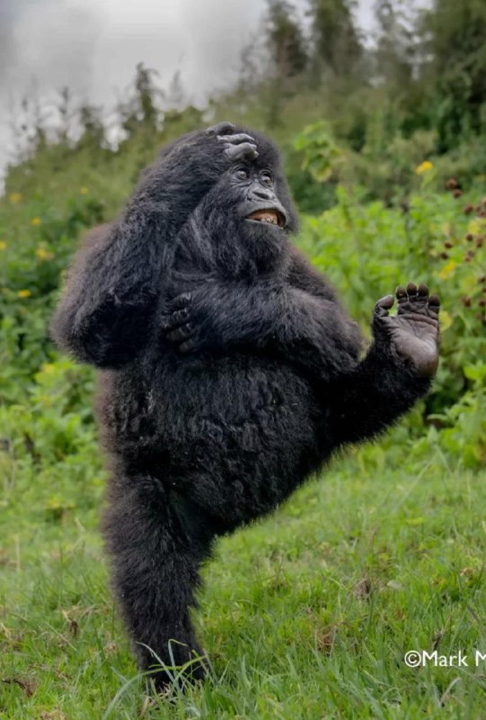 Перед вами финалисты фотоконкурса Nikon Comedy Wildlife Awards 2025 — он посвящен самым угарным моме