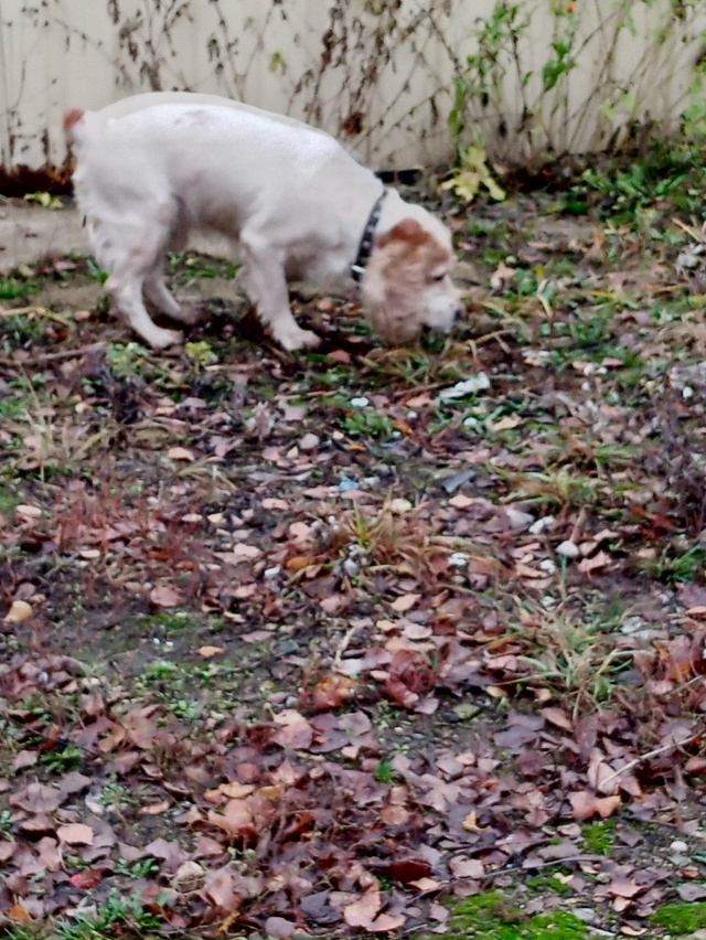 Чья собака бегает около,,, Дикси,, на Октябрьскрй. Анон.