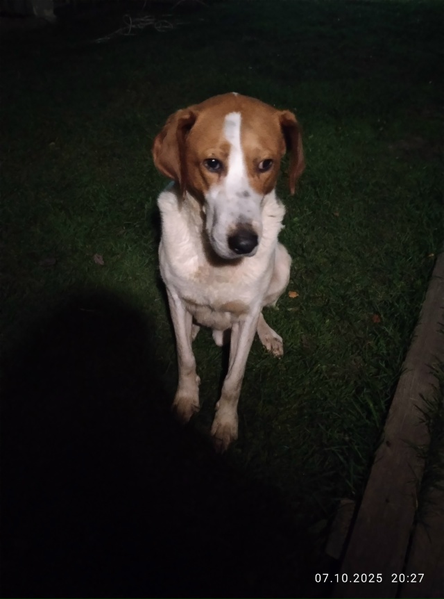 Здравствуйте! Во время охоты пропал кобель русский пег...