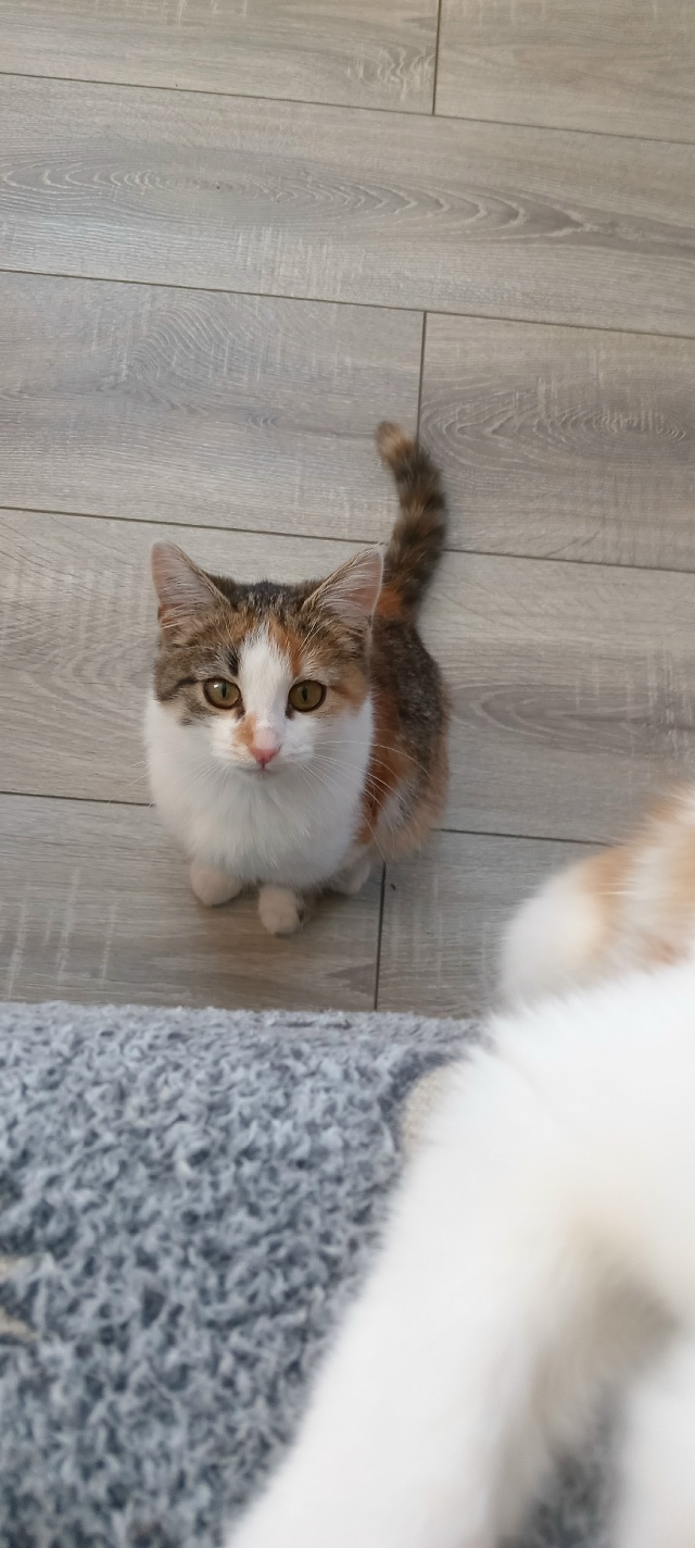 Отдам котят в добрые руки. Рыжие мальчики, трёхцветная ...