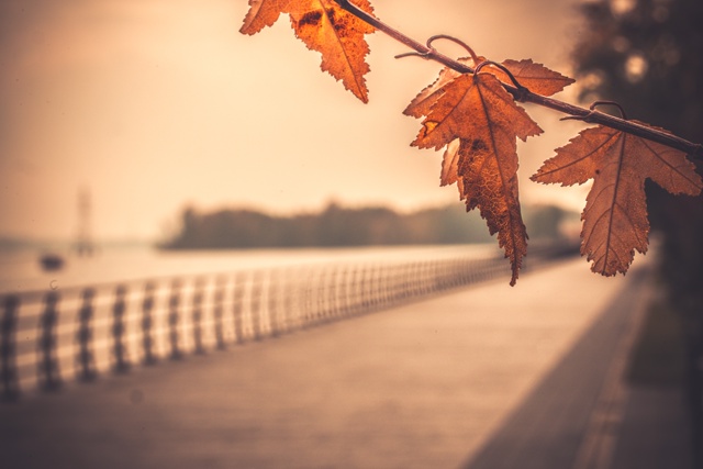 Осенний Воронеж прямо сейчас🍂🍁