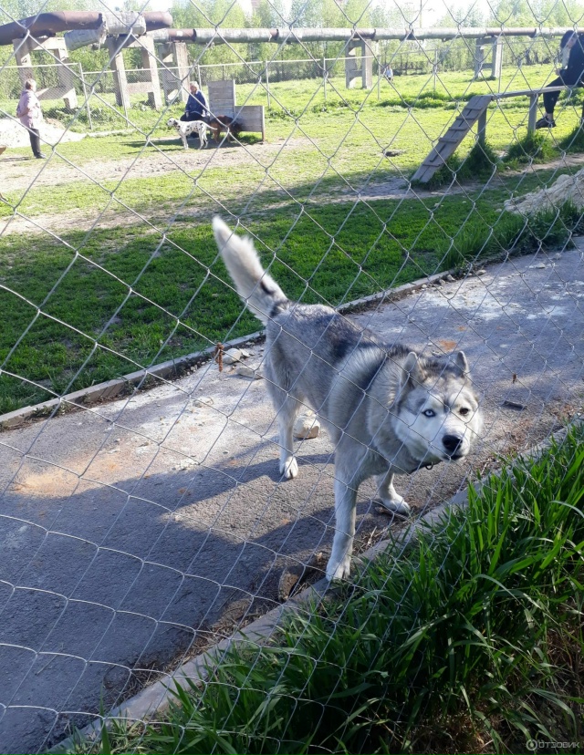 Зачем снесли площадку для выгула собак в Берёзовой рощ...