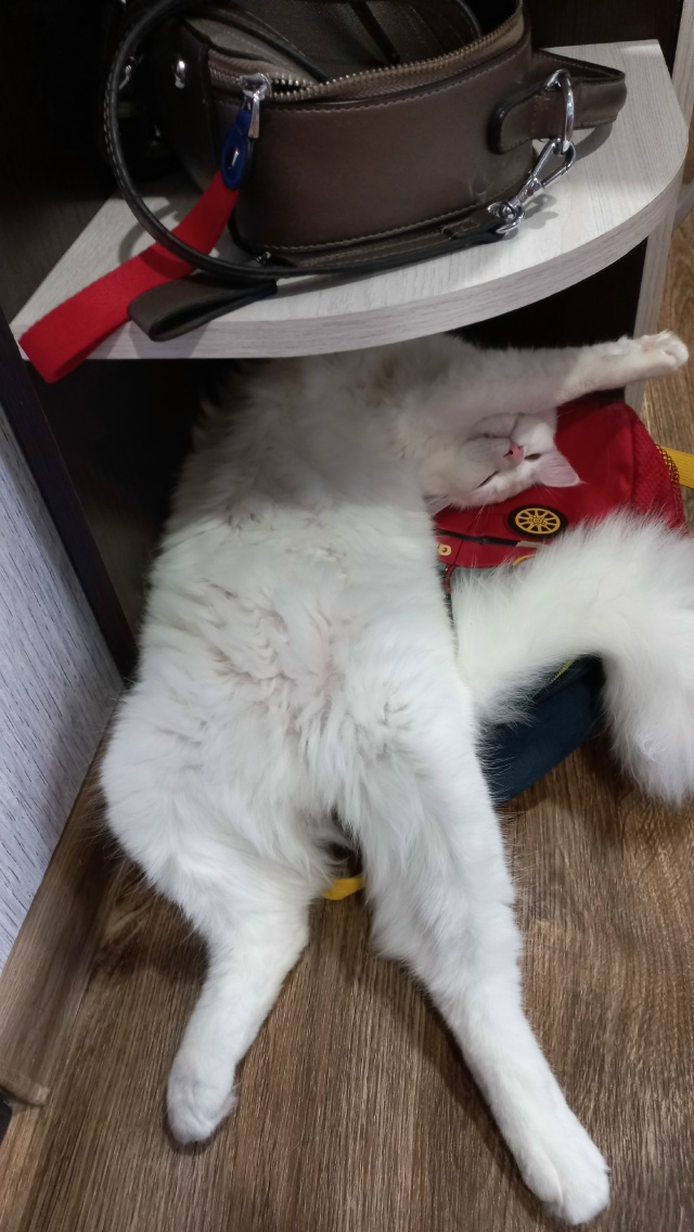 Беляшу без разницы как и где спать, главное спать 😴