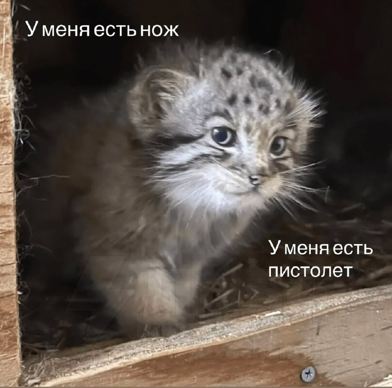 В Интернете появился новый мем