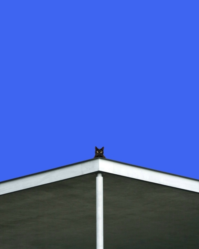 Минимализм и котики.
Ну идеально ❤