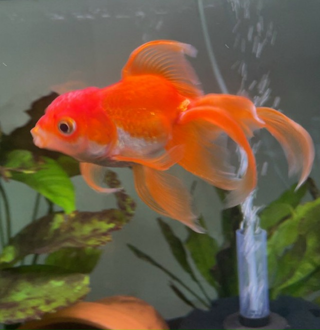 Умерла золотая рыбка, которая смогла победить множест?...