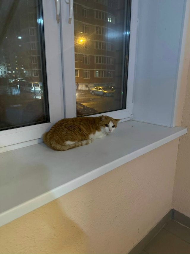 Помогите найти дом кошечке !По адресу ул.Байкальская 7А...