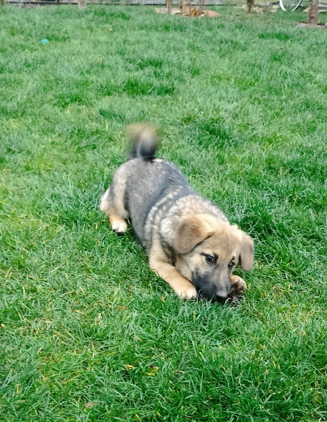 Щенки, 4 месяца, будут маленькие, коротколапки,обрабгта...