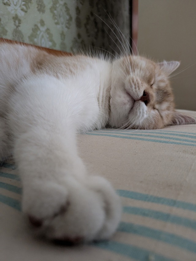Персивальд 😻