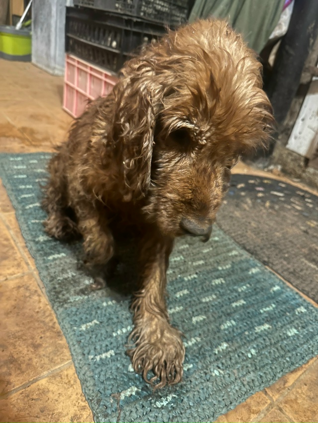 Нашли собаку на улице нога переедая правая поломана
Ч?...