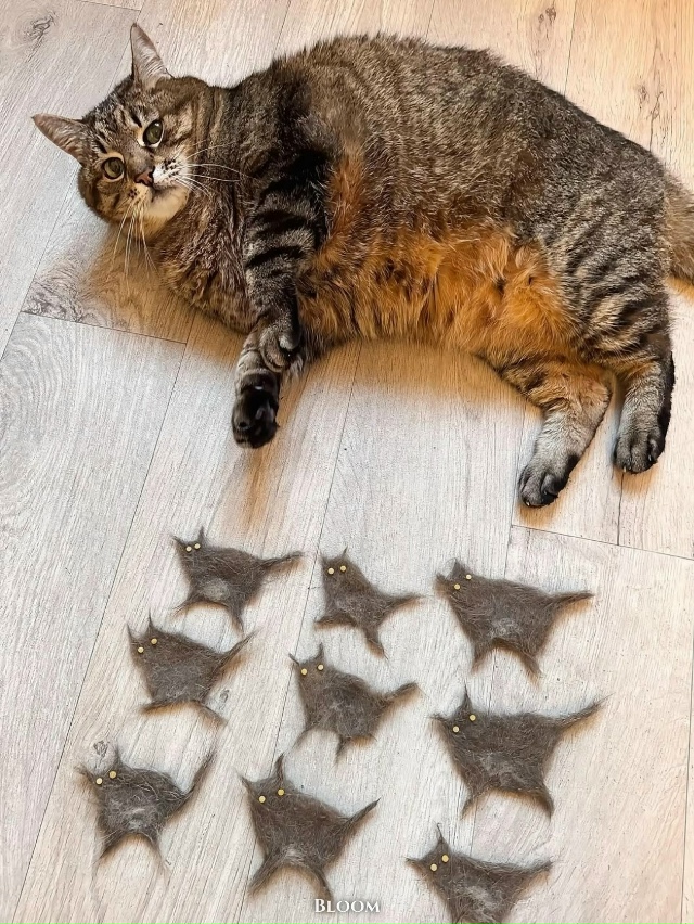 Степан со своими малышами Степанами 😹